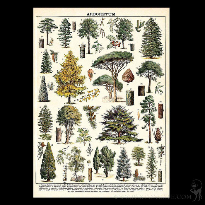 Arboretum Poster Wrap - Paxton Gate