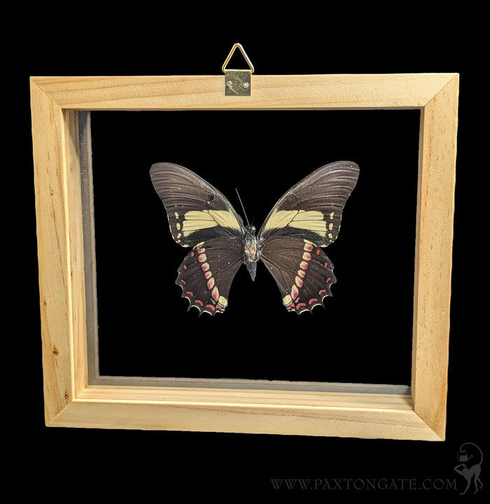 Double Glass Framed Papilio Menatius butterfly-Insects-Natural Insect-PaxtonGate
