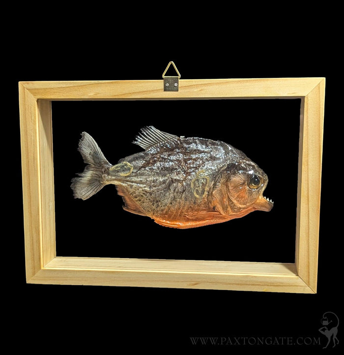 Double Glass Framed Piranha