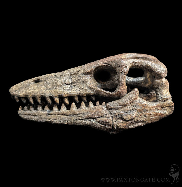 Faux Mosasaur Mini Skull-Skulls & Bones-Modern World-PaxtonGate