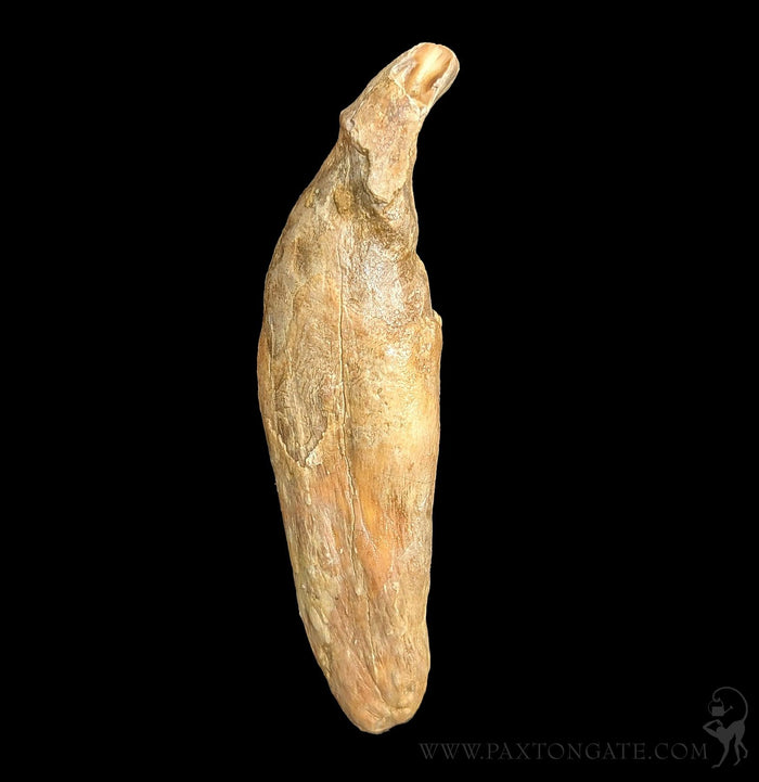 Fossil Cave Bear Canine Specimen F-Fossils-Timberline Creations-PaxtonGate