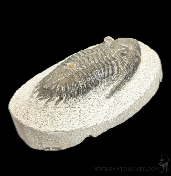 Hollardops Trilobite Fossil Specimen 6-Fossils-Sahara Overland-PaxtonGate