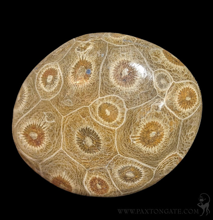 Polished Fossil Devonian Coral Head-Fossils-Moussa-PaxtonGate