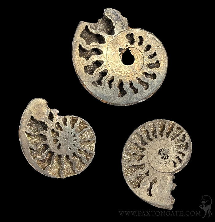 Pyritized Ammonite-Fossils-Geonica, Inc.-PaxtonGate