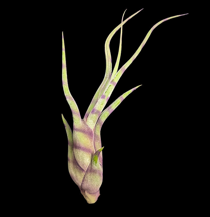 Tillandsia Caput Striped Purple-Plants-Plantaflor USA, Inc.-PaxtonGate