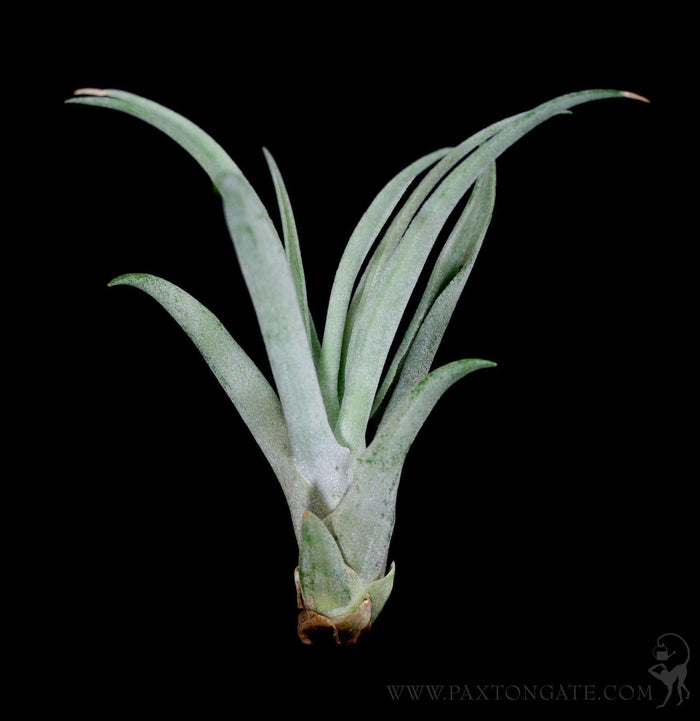 Tillandsia jucunda - Paxton Gate