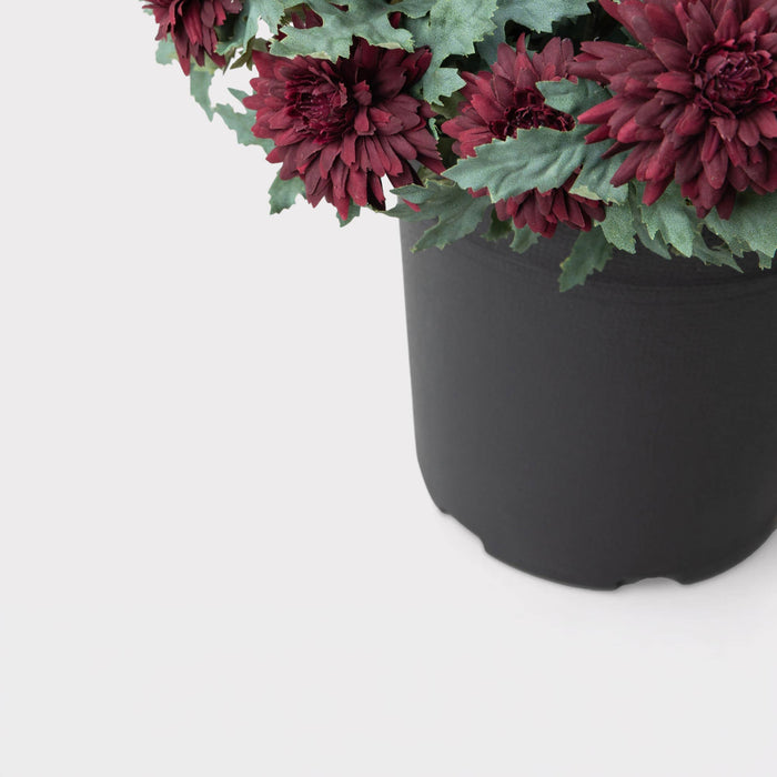 UV Treated Indoor/Outdoor Potted Fake Fall Mums in Merlot