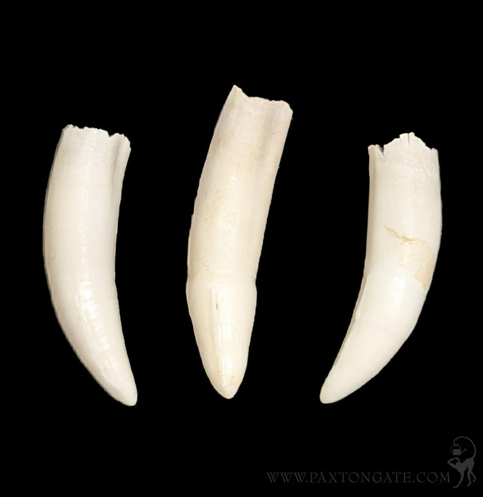 Alligator Tooth-Bones-Chichester, Inc.-PaxtonGate