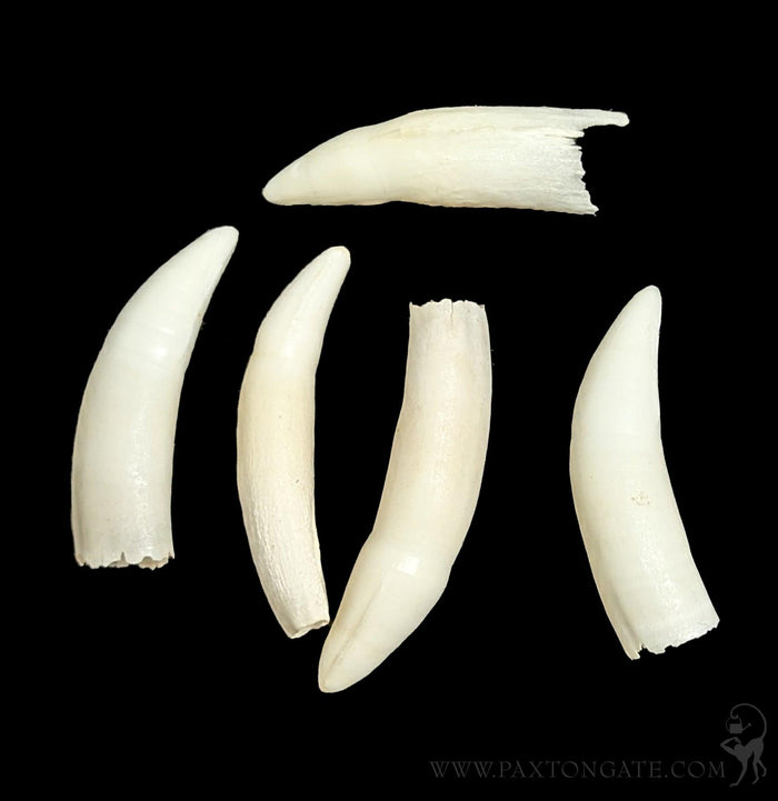 Alligator Tooth-Bones-Chichester, Inc.-PaxtonGate
