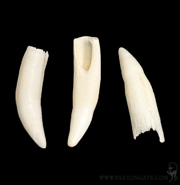 Alligator Tooth-Bones-Chichester, Inc.-PaxtonGate