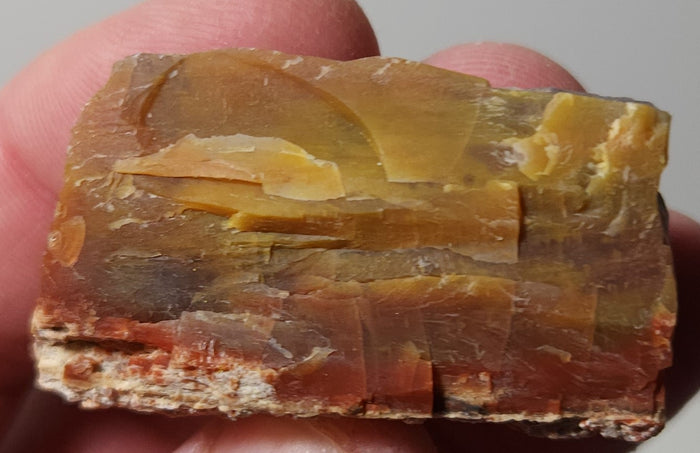 Arizona Petrified Wood with Bark