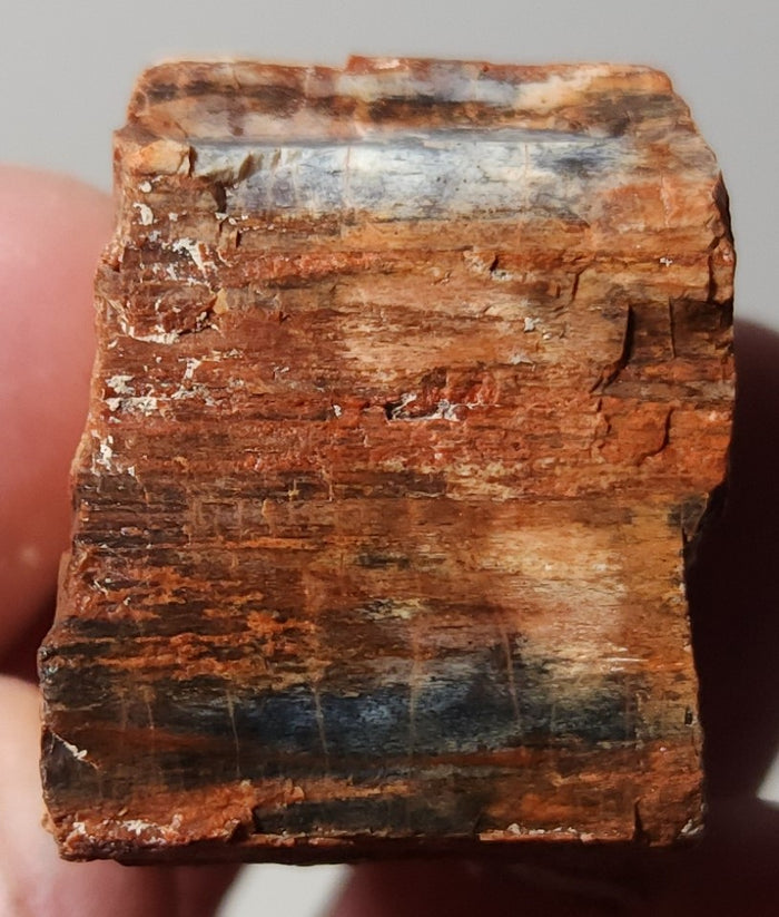 Arizona Petrified Wood with Bark