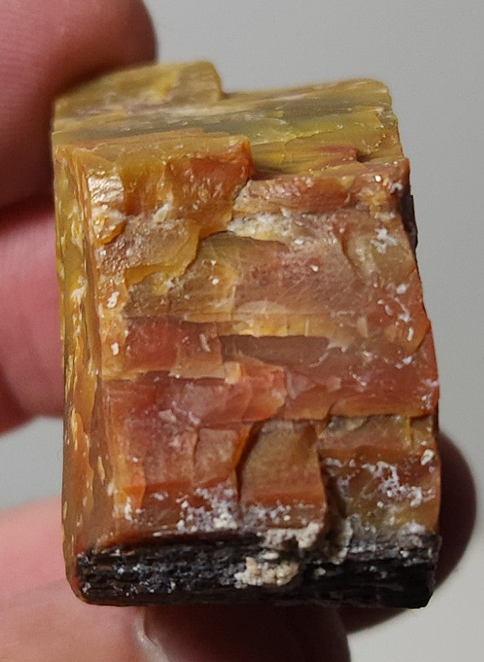 Arizona Petrified Wood with Bark