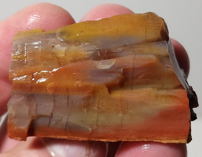 Arizona Petrified Wood with Bark