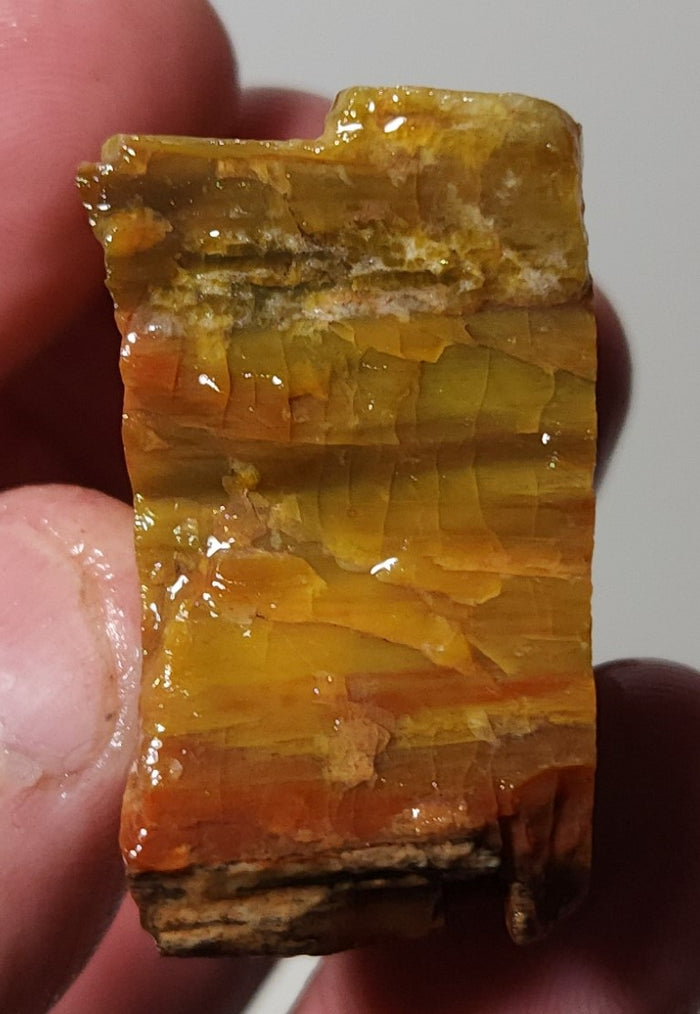 Arizona Petrified Wood with Bark