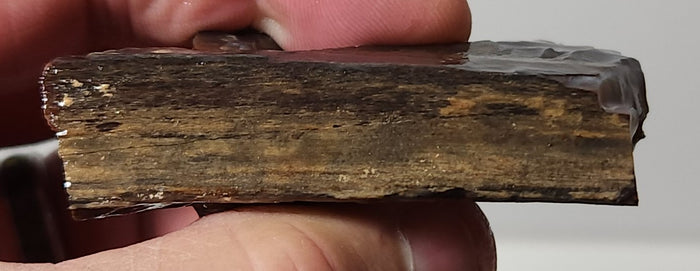 Arizona Petrified Wood with Bark
