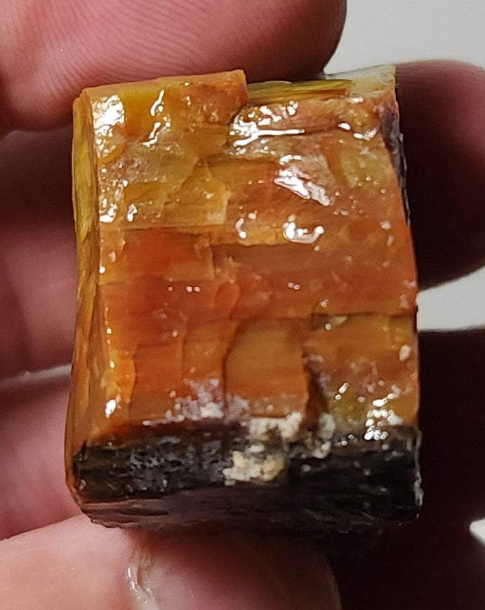 Arizona Petrified Wood with Bark
