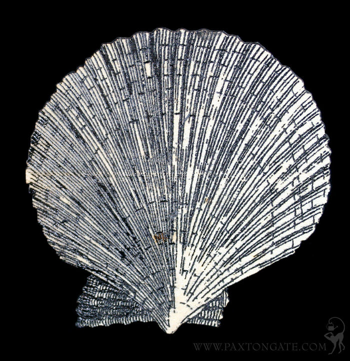 Birch Wood Scallop Shell Magnet - Paxton Gate