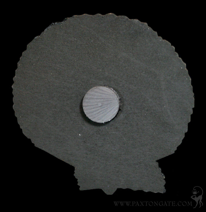 Birch Wood Scallop Shell Magnet - Paxton Gate