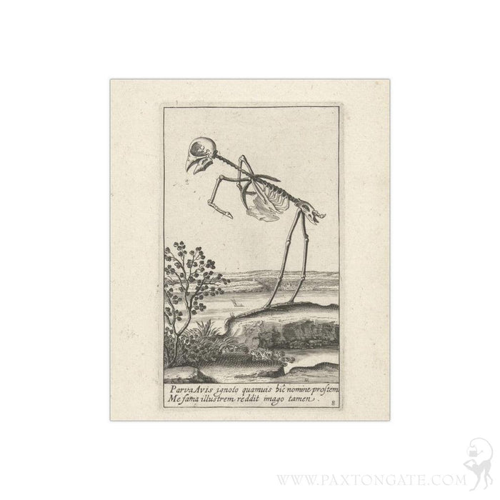 Bird Skeleton Satin Posters - Paxton Gate
