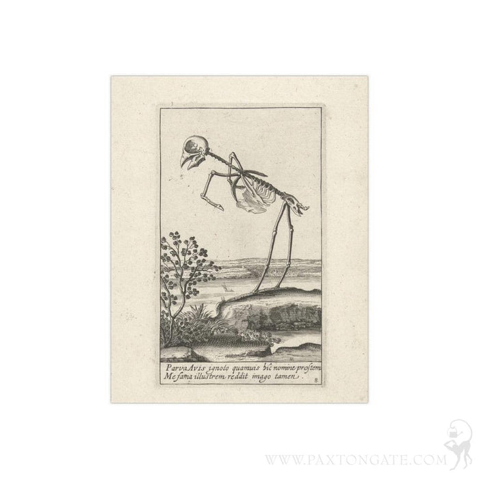 Bird Skeleton Satin Posters - Paxton Gate