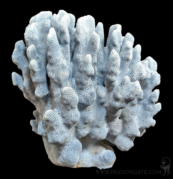 Blue Heliopora Coerulea Coral