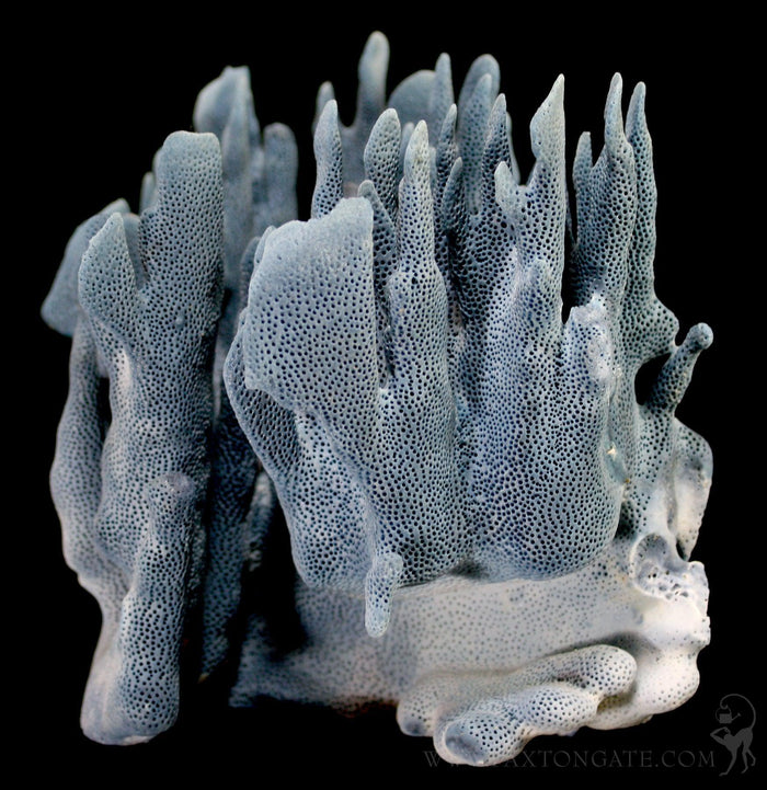 Blue Heliopora Coerulea Coral