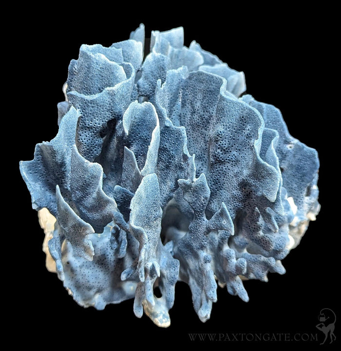 Blue Heliopora Coerulea Coral