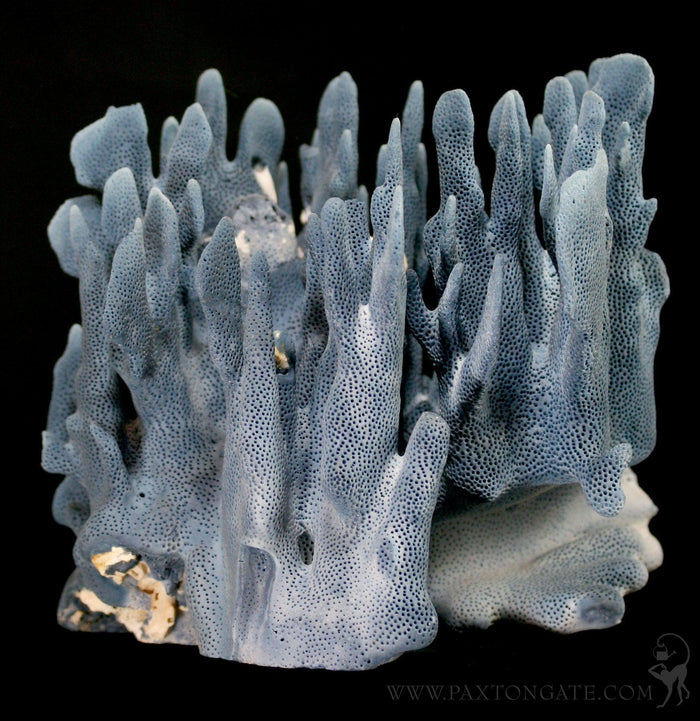 Blue Heliopora Coerulea Coral