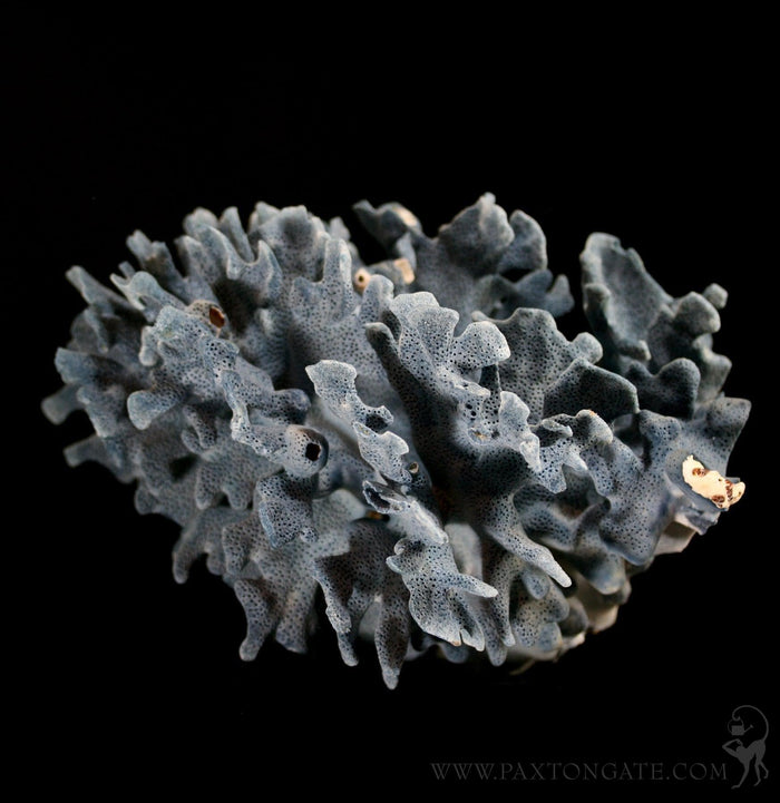 Blue Heliopora Coerulea Coral
