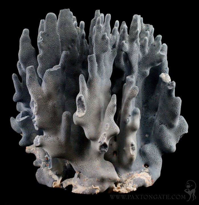 Blue Heliopora Coerulea Coral