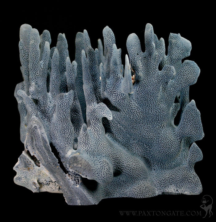 Blue Heliopora Coerulea Coral