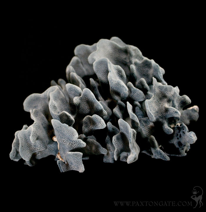 Blue Heliopora Coerulea Coral