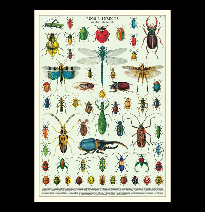 Bugs & Insects Poster Wrap-Posters-Cavallini & Co.-PaxtonGate