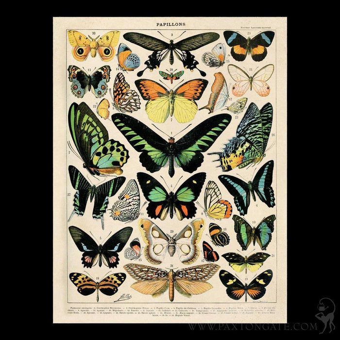 Butterflies Wrap - New - Paxton Gate