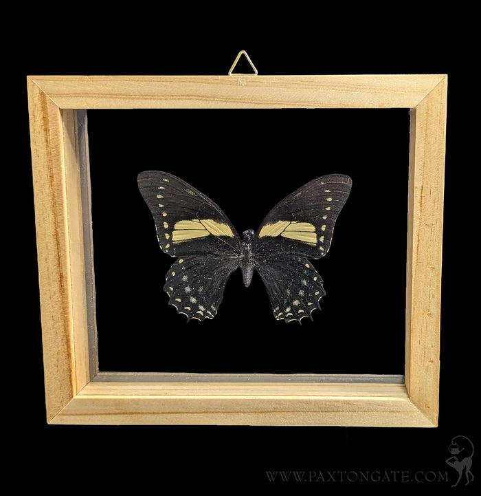 Double Glass Framed Papilio Menatius butterfly-Insects-Natural Insect-PaxtonGate