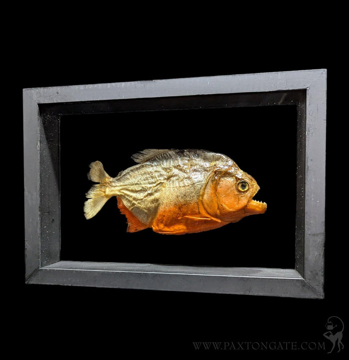 Double Glass Framed Piranha