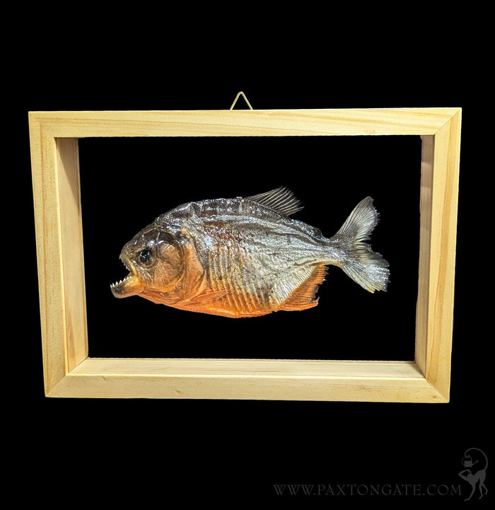 Double Glass Framed Piranha