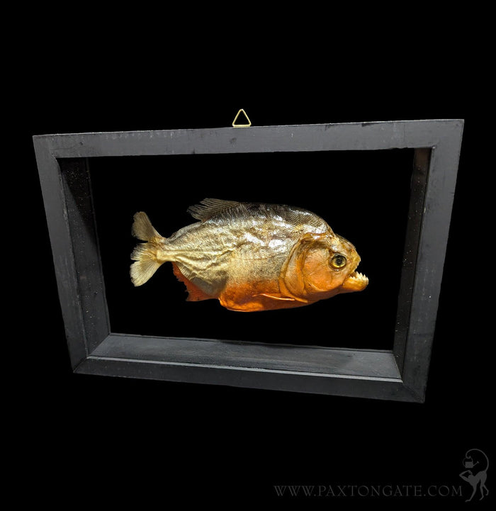 Double Glass Framed Piranha