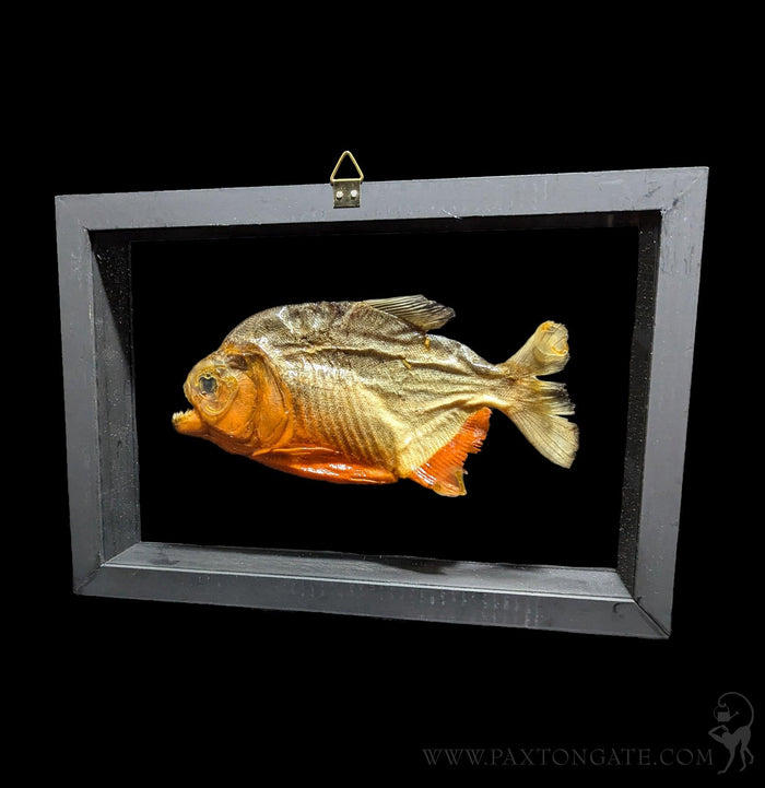 Double Glass Framed Piranha