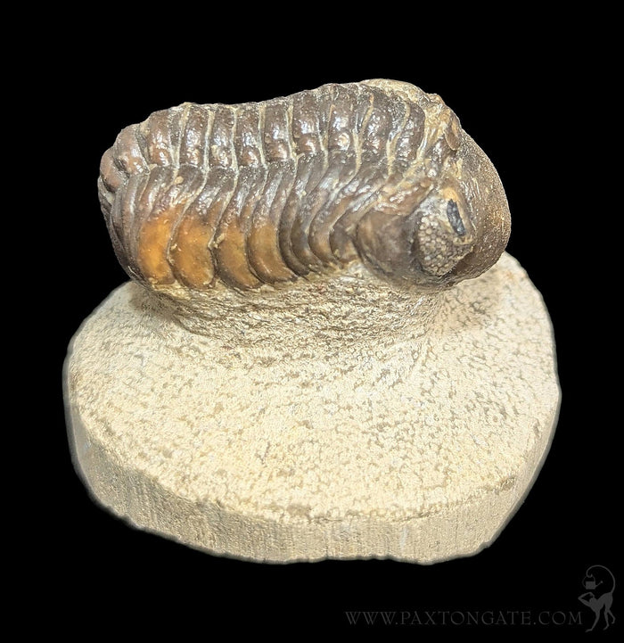 Drotops Trilobite Fossil Specimen 8-Fossils-Sahara Overland-PaxtonGate