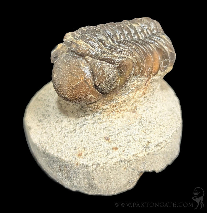 Drotops Trilobite Fossil Specimen 8-Fossils-Sahara Overland-PaxtonGate