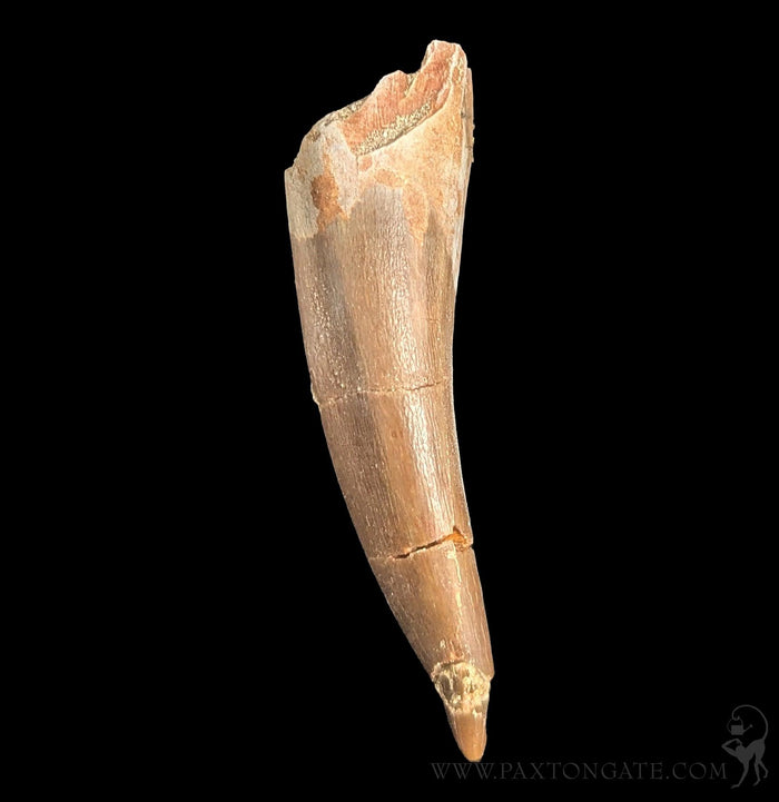 Elasmosaurus Fossil Tooth-Fossils-Sahara Overland-PaxtonGate