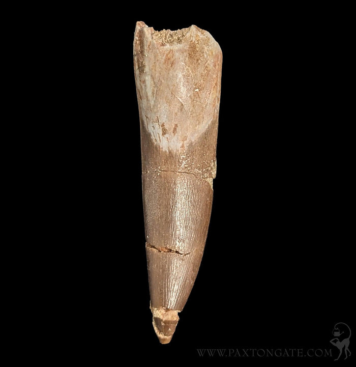 Elasmosaurus Fossil Tooth-Fossils-Sahara Overland-PaxtonGate