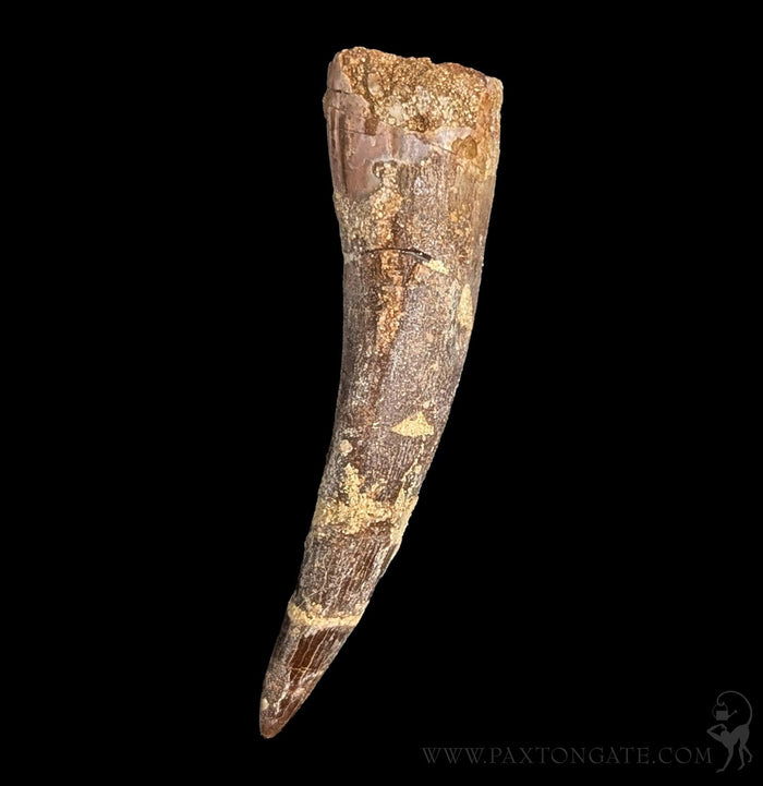 Elasmosaurus Fossil Tooth-Fossils-Sahara Overland-PaxtonGate