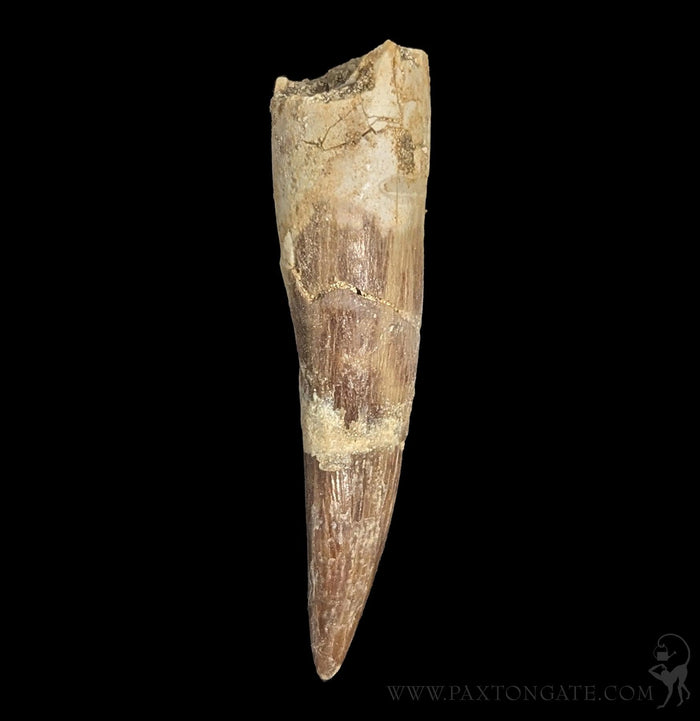 Elasmosaurus Fossil Tooth-Fossils-Sahara Overland-PaxtonGate