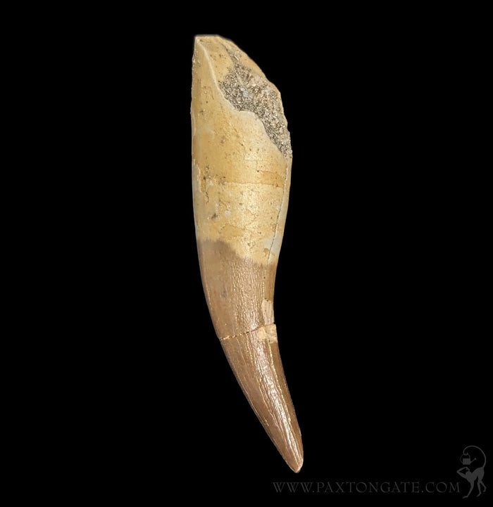 Elasmosaurus Fossil Tooth-Fossils-Sahara Overland-PaxtonGate