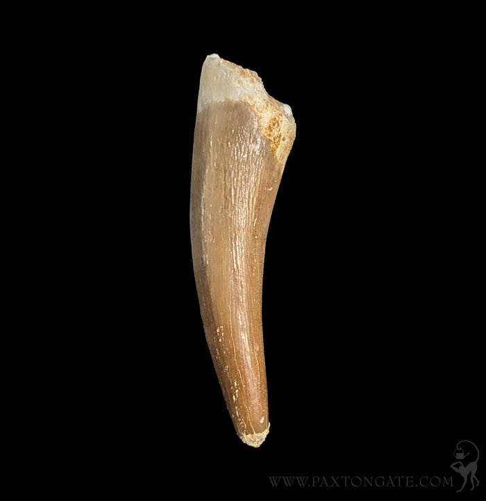 Elasmosaurus Fossil Tooth-Fossils-Sahara Overland-PaxtonGate