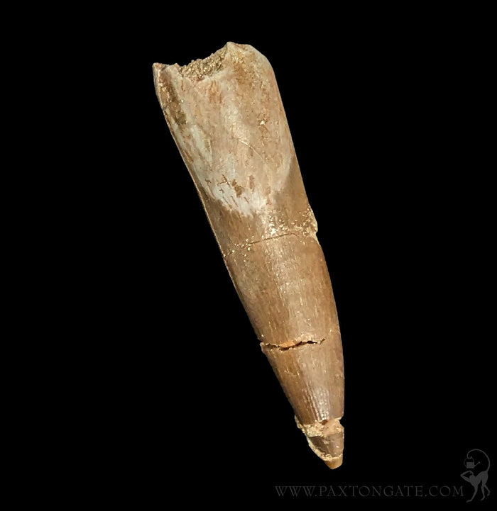 Elasmosaurus Fossil Tooth-Fossils-Sahara Overland-PaxtonGate