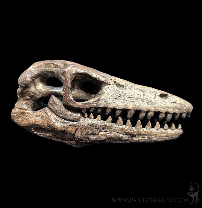 Faux Mosasaur Mini Skull-Skulls & Bones-Modern World-PaxtonGate